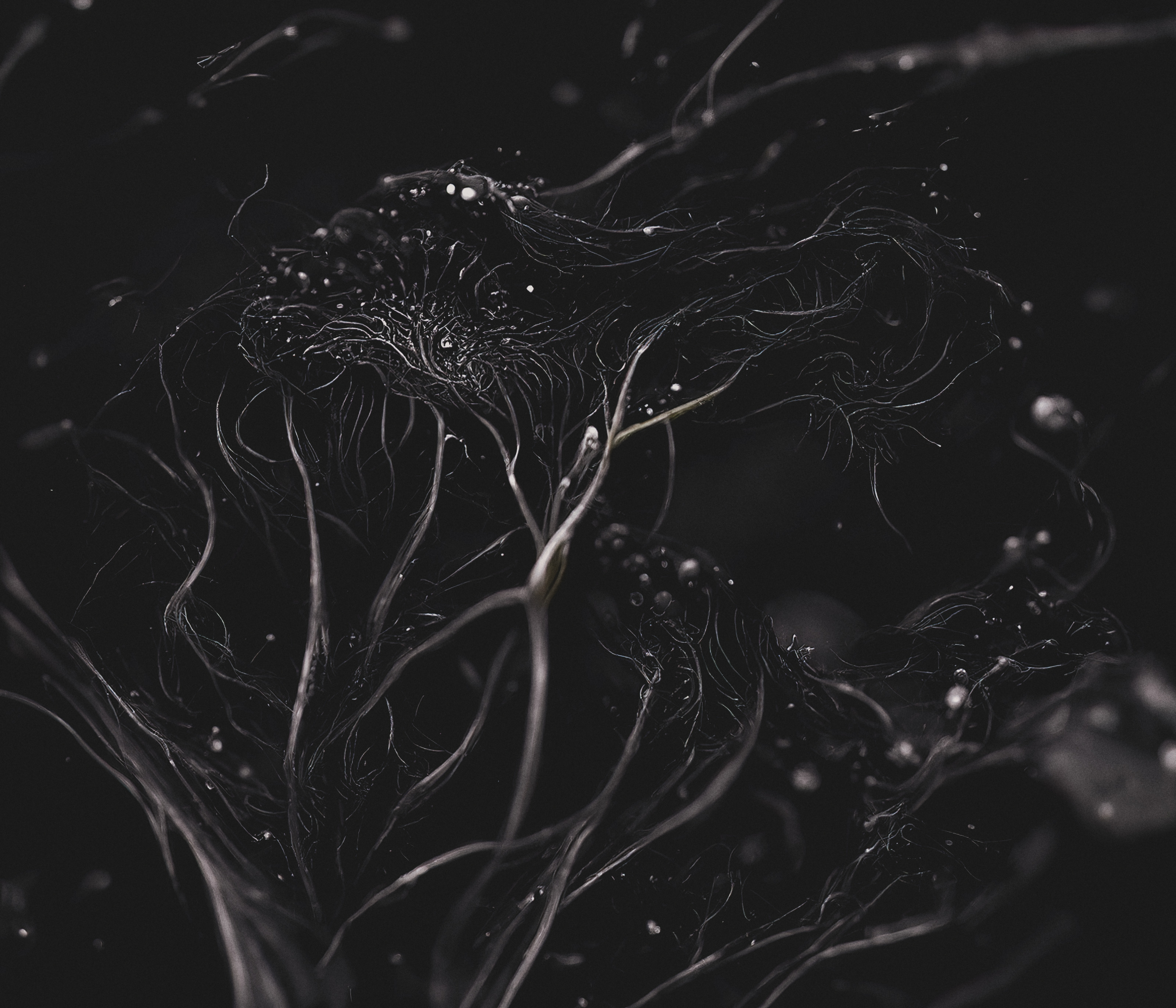 ANIMA 493